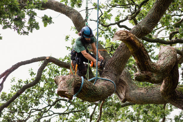 How Our Tree Care Process Works  in  Barton, NM