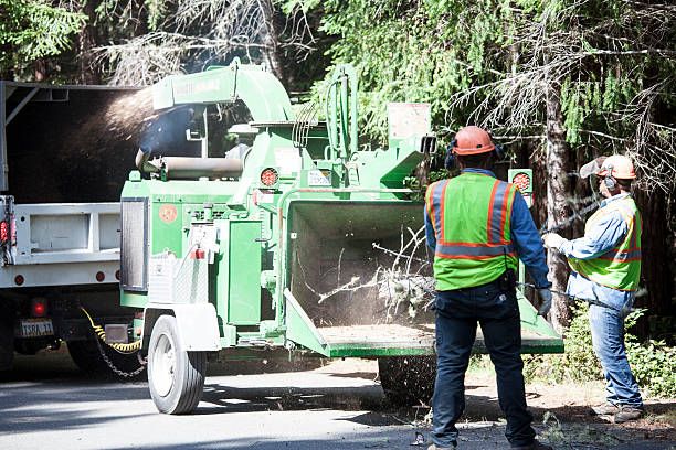 Barton, NM Tree Removal Services Company